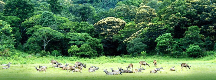 1022/The Elephant Court - Thekkady 25.jpg